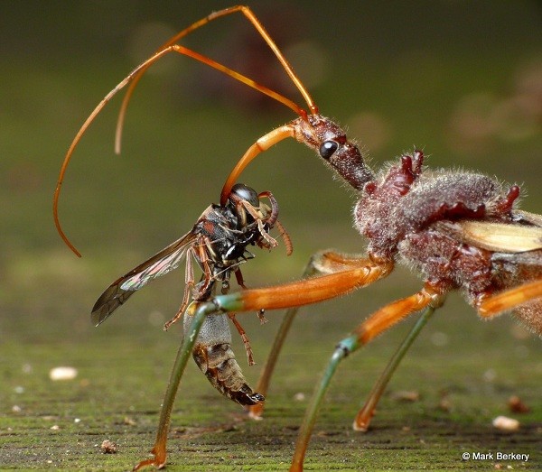 Những[-]loài[-]vật[-]kinh[-]dị[-]"hiếm[-]có[-]khó[-]tìm"[-]trên[-]thế[-]giới[-]7